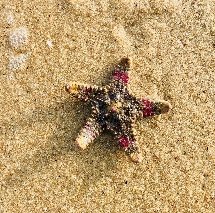 Starfish Beach Bungalows Аругам Экстерьер фото